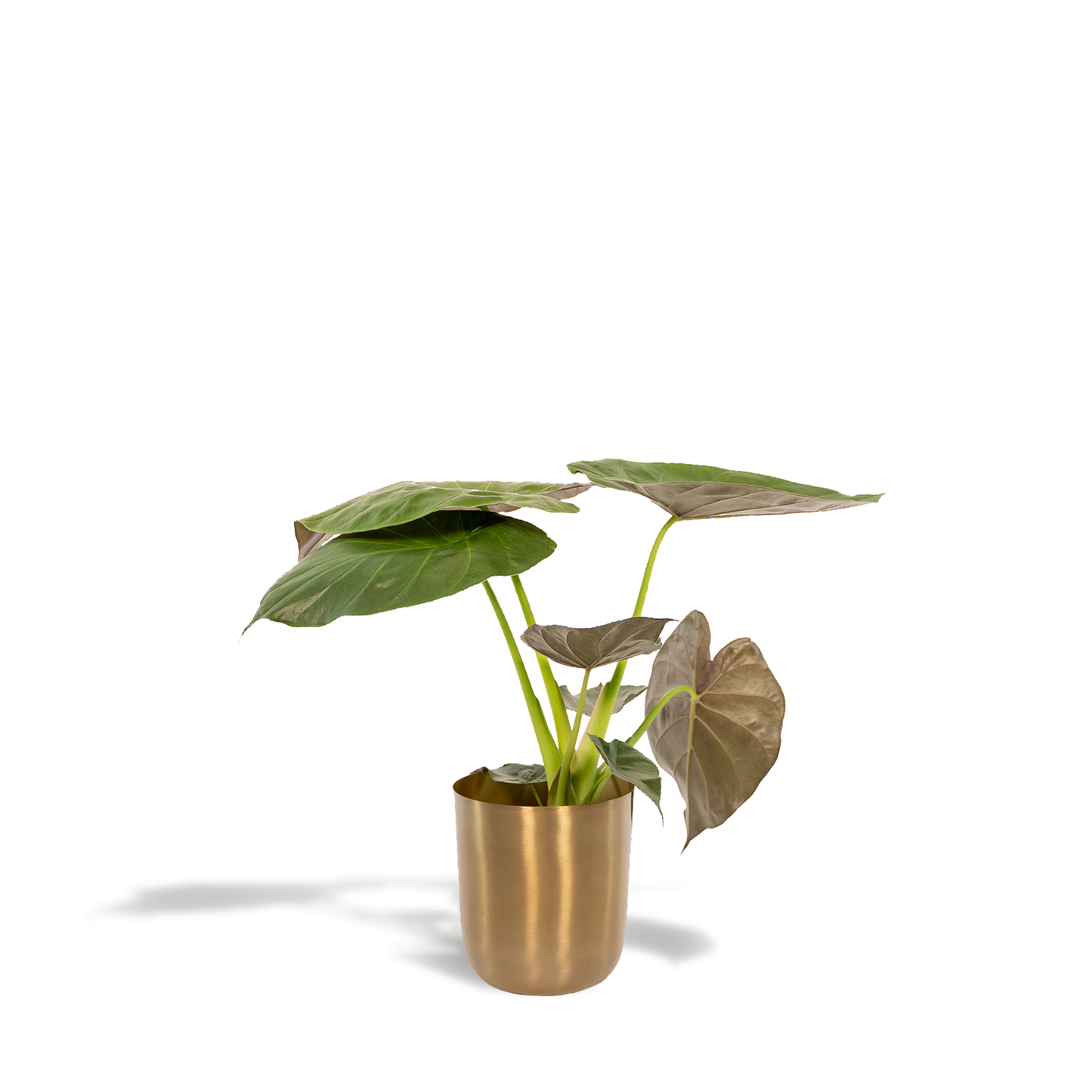 Alocasia Wentii – Elegantes Elefantenohr Ø19cm mit Topf Mayk Gold