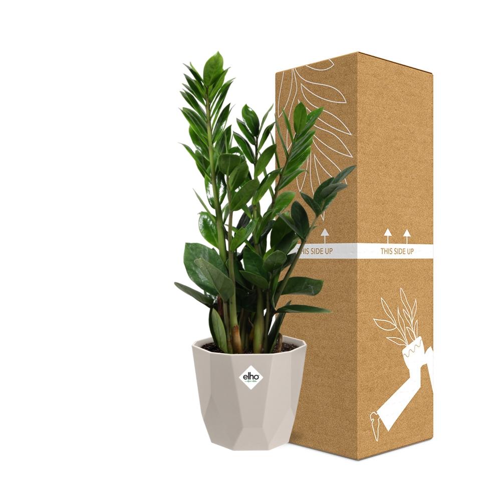 Zamioculcas (ZZ-Pflanze) im ELHO b.for rock Übertopf 14 cm, warm grey