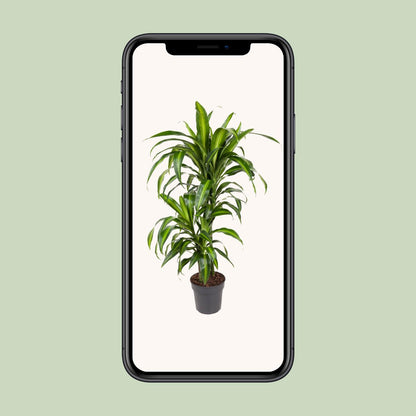 Dracaena Hawaiiana – Tropische, pflegeleichte Zimmerpflanze Ø19cm