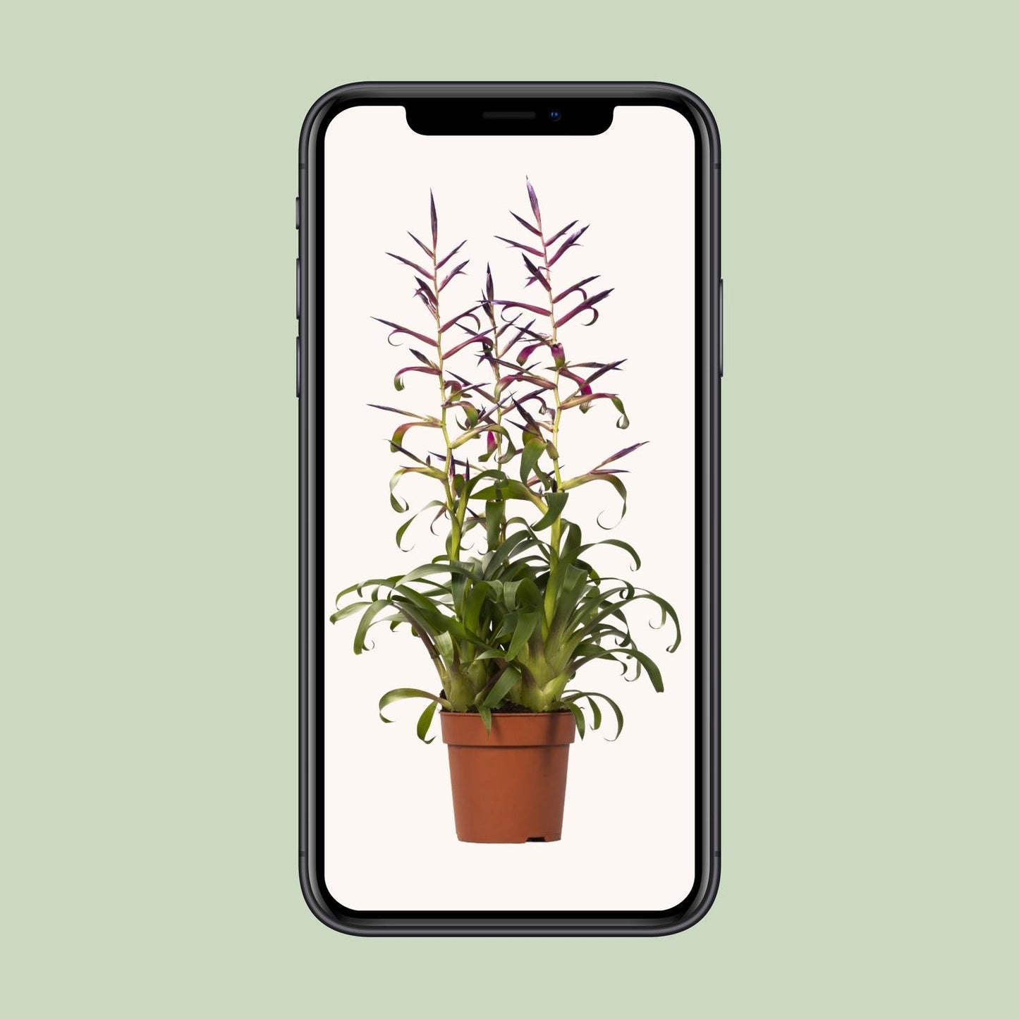 Tillandsia Mora – Pflegeleichte Luftpflanze Ø12cm, Höhe 55cm