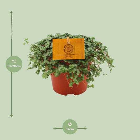 Pilea Glauca – kompakte, pflegeleichte Zimmerpflanze Ø12cm