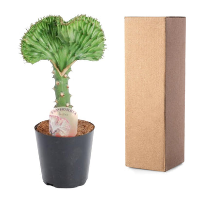 Euphorbia lactea Cristata – Korallen-Kaktus 30 cm