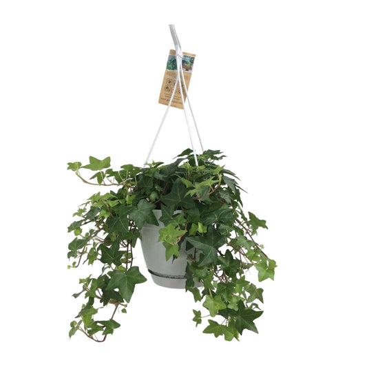 Hedera Helix Groen – Pflegeleichter Efeu im Hangtopf Ø17cm