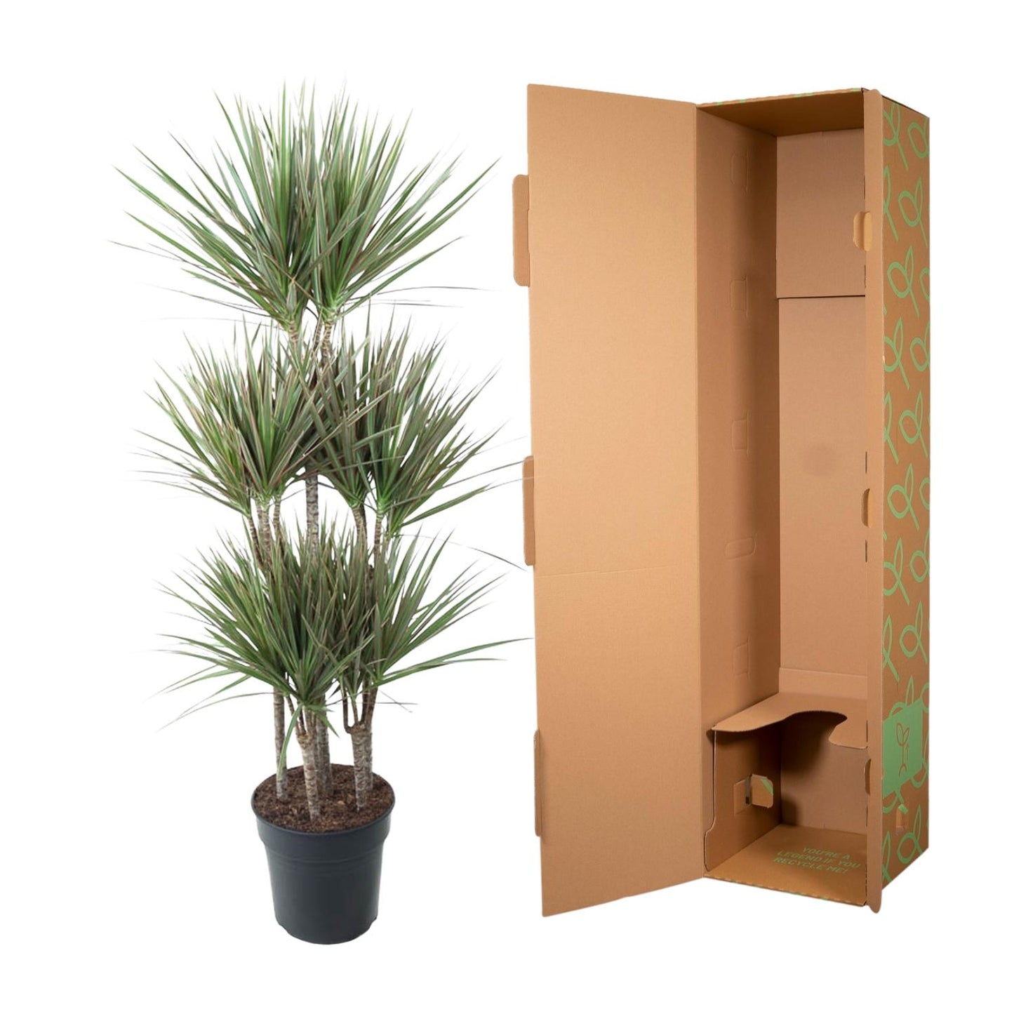 Dracaena Bicolor Carrousel – 150 cm, ø31 cm