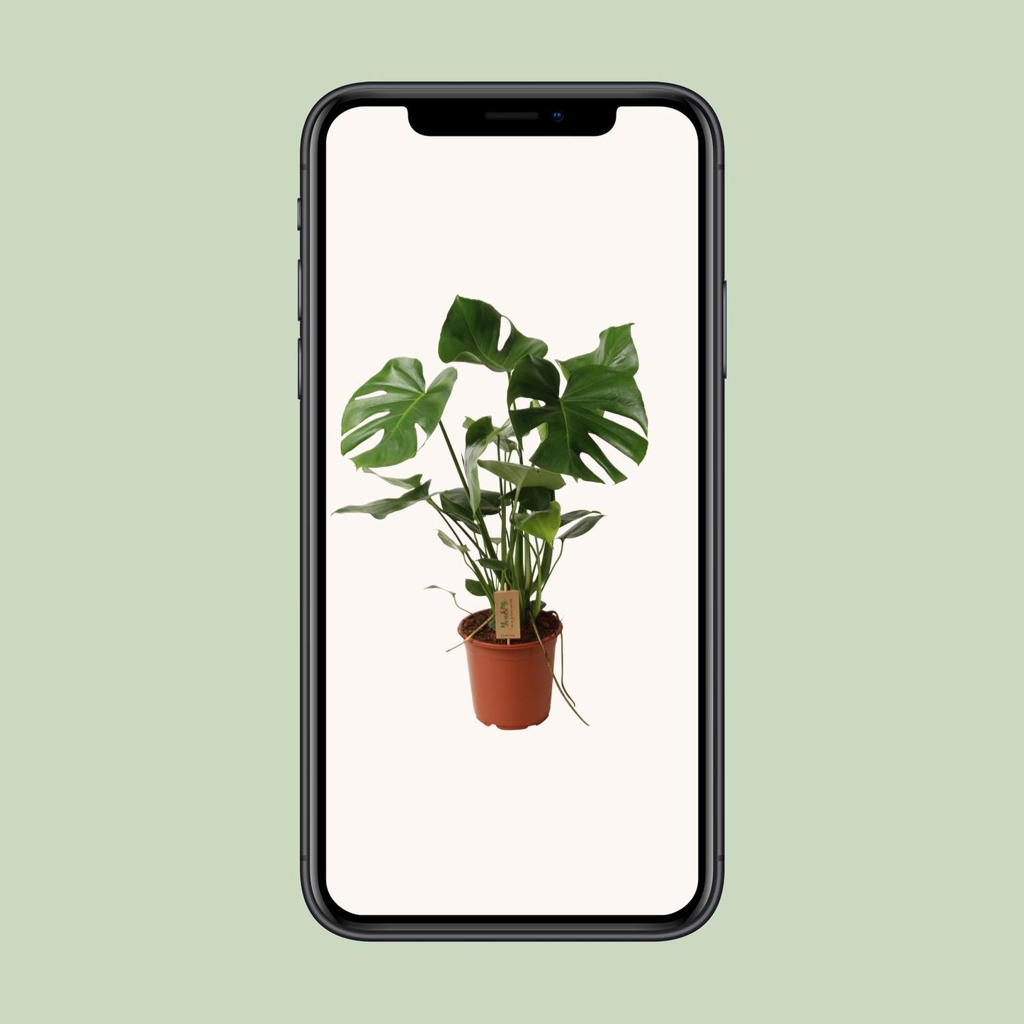 Monstera Deliciosa – Tropisches Fensterblatt 60 cm