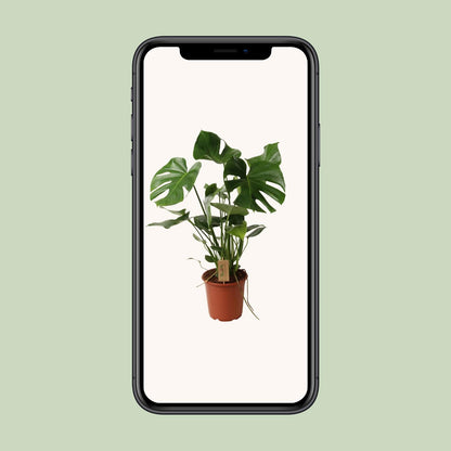 Monstera Deliciosa – Tropisches Fensterblatt 60 cm
