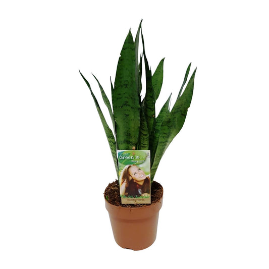 Sansevieria Zeylanica – Schwiegermutterzunge Ø17cm, 60cm hoch