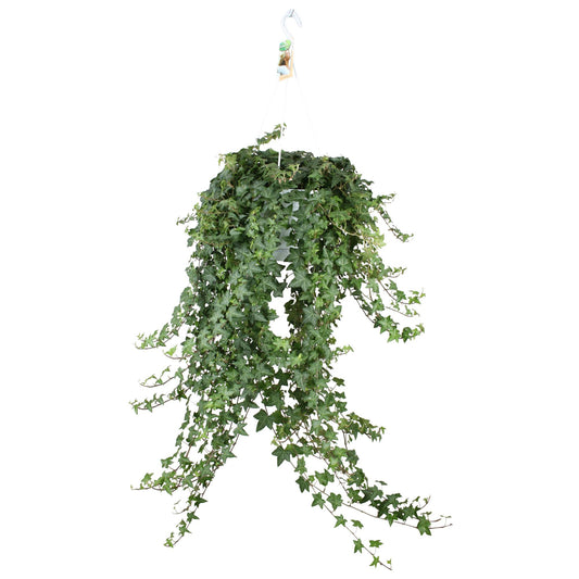 Hedera Helix Pitsburg XXL – Pflegeleichter Efeu Ø24cm
