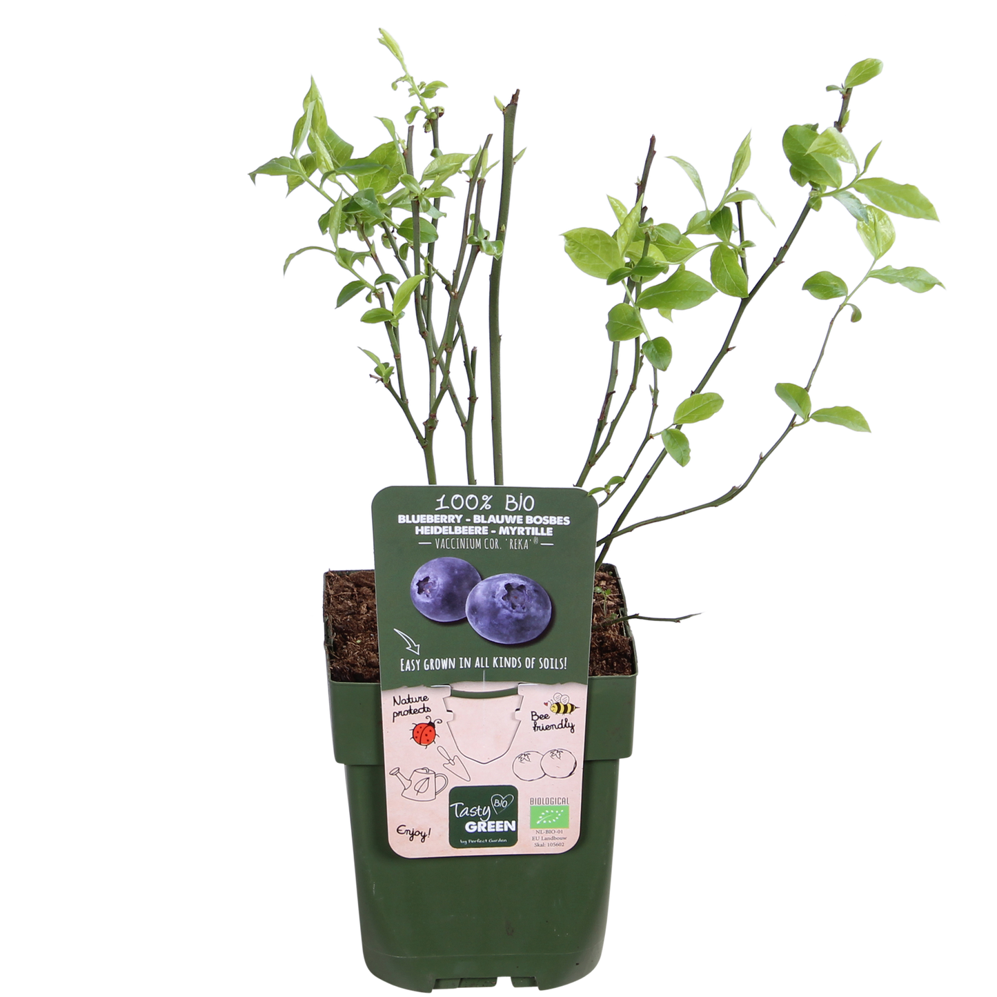 5x Vaccinium corymbosum 'Reka' – Bio-Blaubeeren im 13 cm Topf