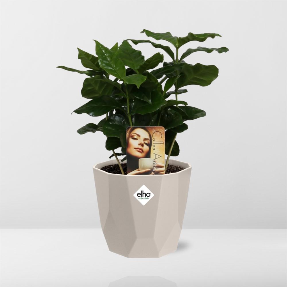 Coffea Arabica Zimmerpflanze im ELHO b.for rock 14 cm Topf