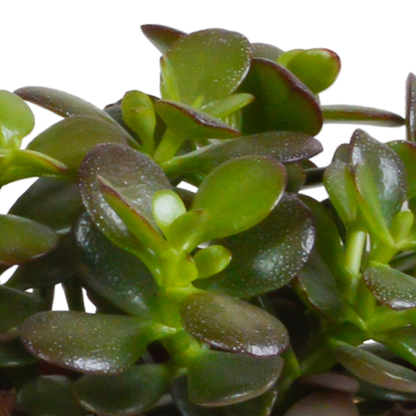 Crassula Sukkulenten 3er Set im Mexikanischen Topf 10,5 cm