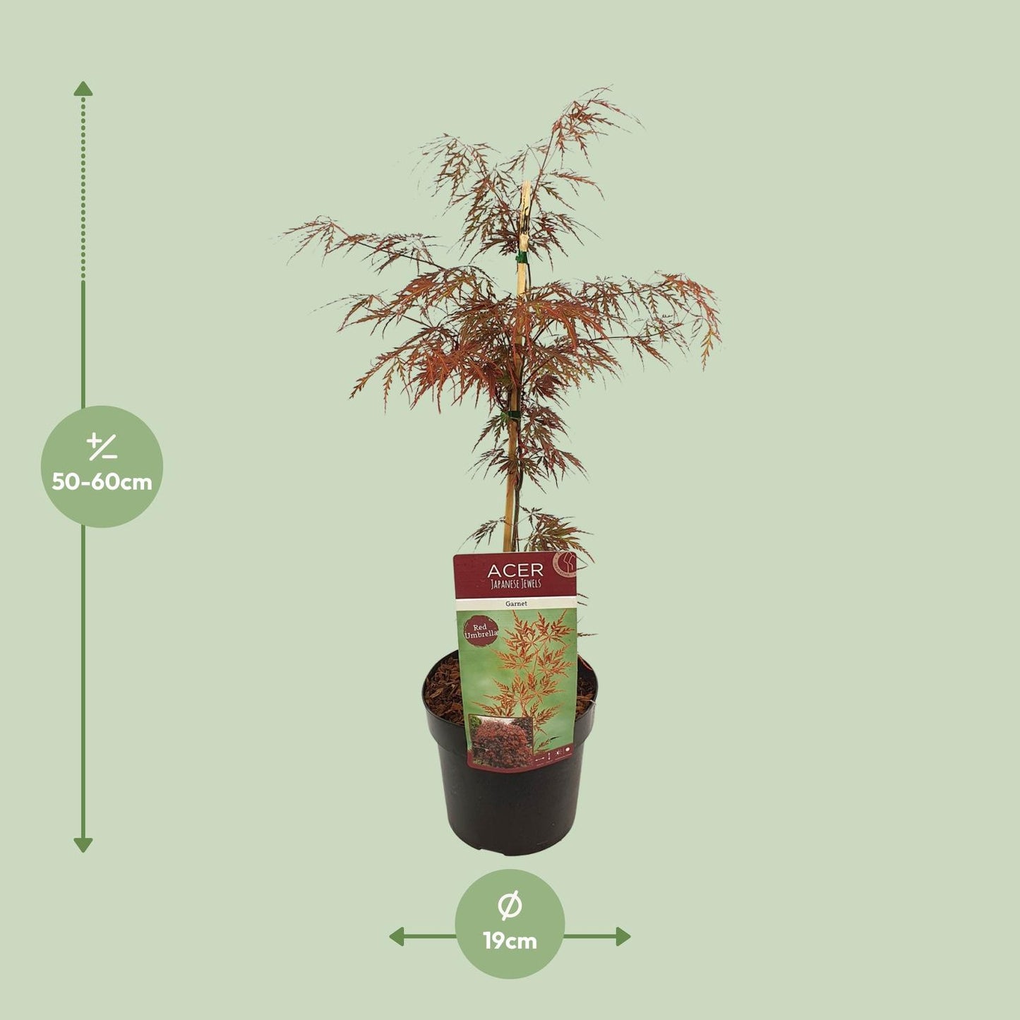 Acer palmatum 'Garnet' – Pflegeleichter Japanischer Ahorn Ø19cm
