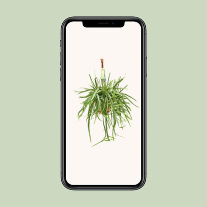 Lepismium Bolivianum – Pflegeleichter Hängekaktus Ø17 cm