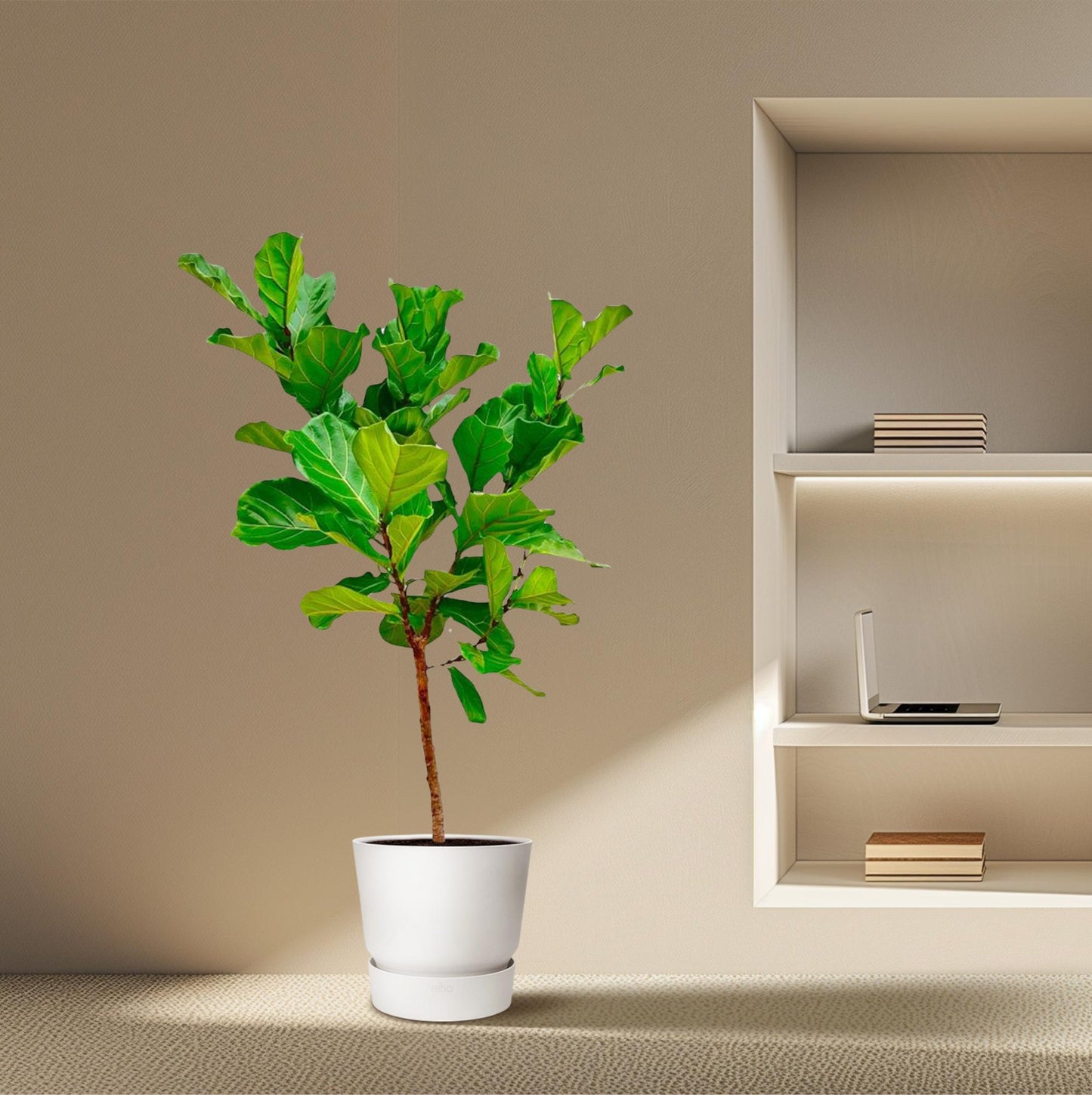 Ficus Lyrata Stamm – 170 cm – Pflegeleichte Zimmerpflanze