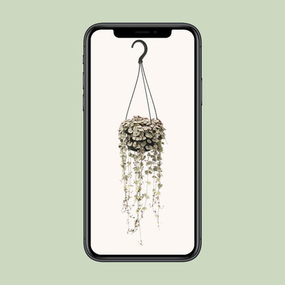 Ceropegia woodii Variegata – Hängende pflegeleichte Sukkulente Ø14cm