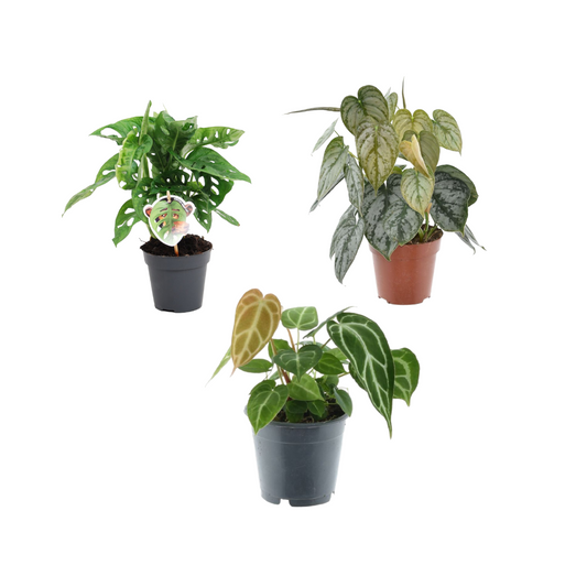Grüner Pflanzenmix: Monstera, Philodendron & Anthurium