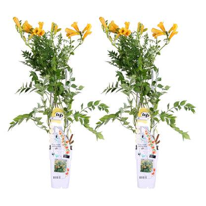 2x Campsis Summer Jazz 'Gold Trumpet' – Trompetenkletterer Ø15cm, 65cm hoch