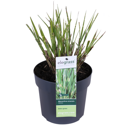 Zebragras Strictus – Exotisches Ziergras 60 cm