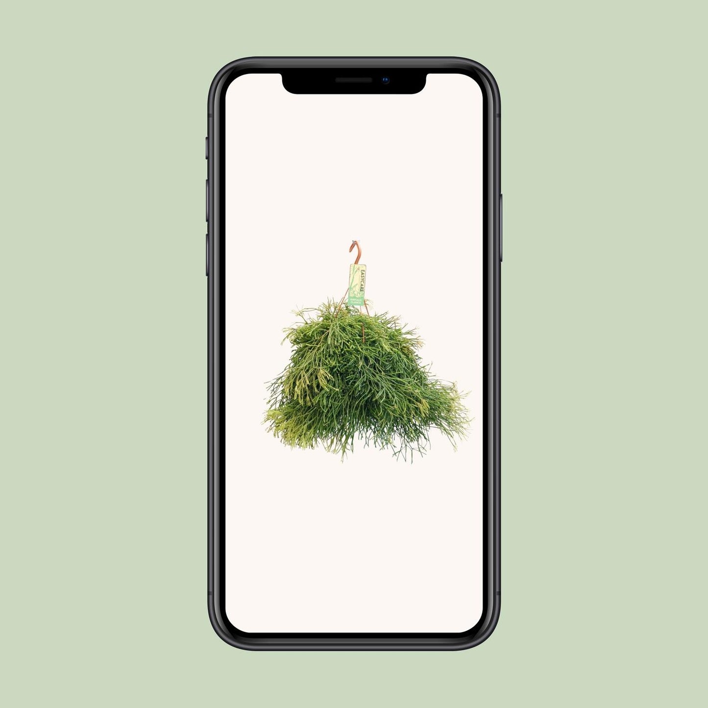Rhipsalis Clavata – pflegeleichte Hängepflanze Ø21 cm