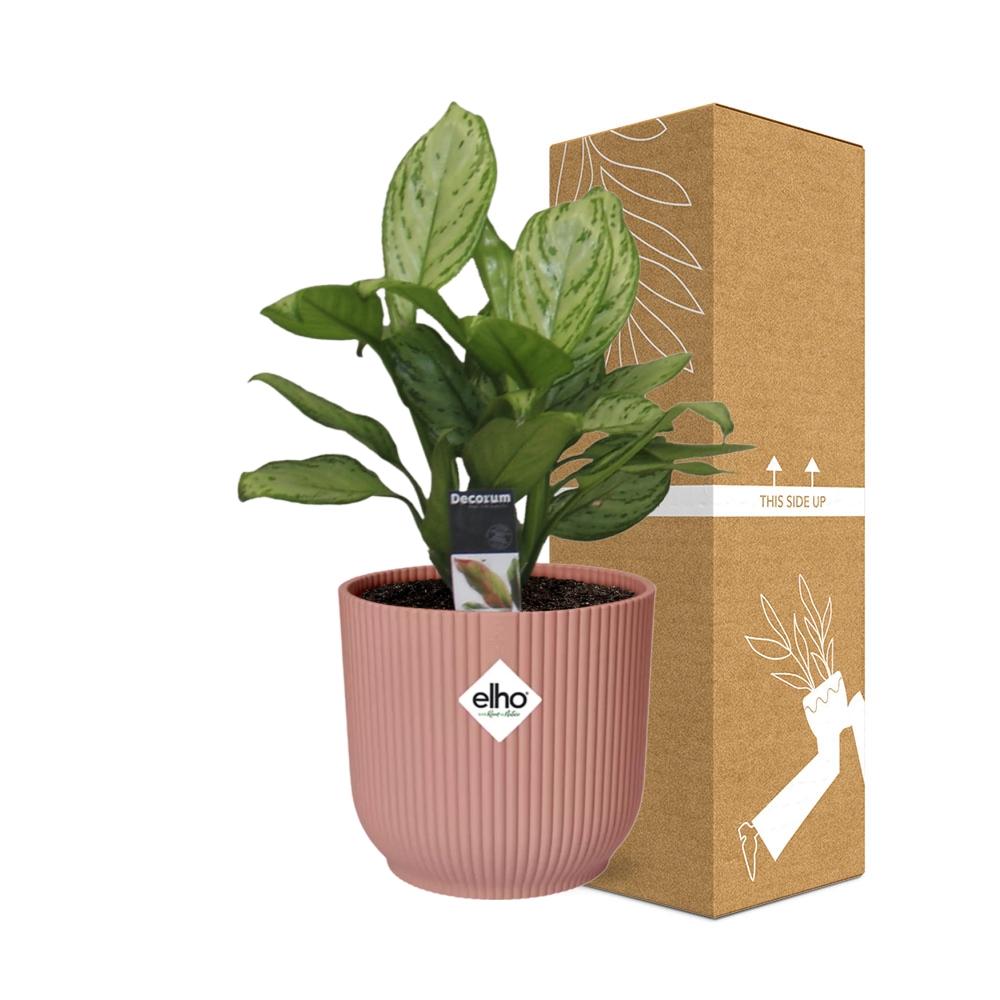 Aglaonema Christina in ELHO Vibes Fold 14cm rosa – Pflegeleichte Zimmerpflanze