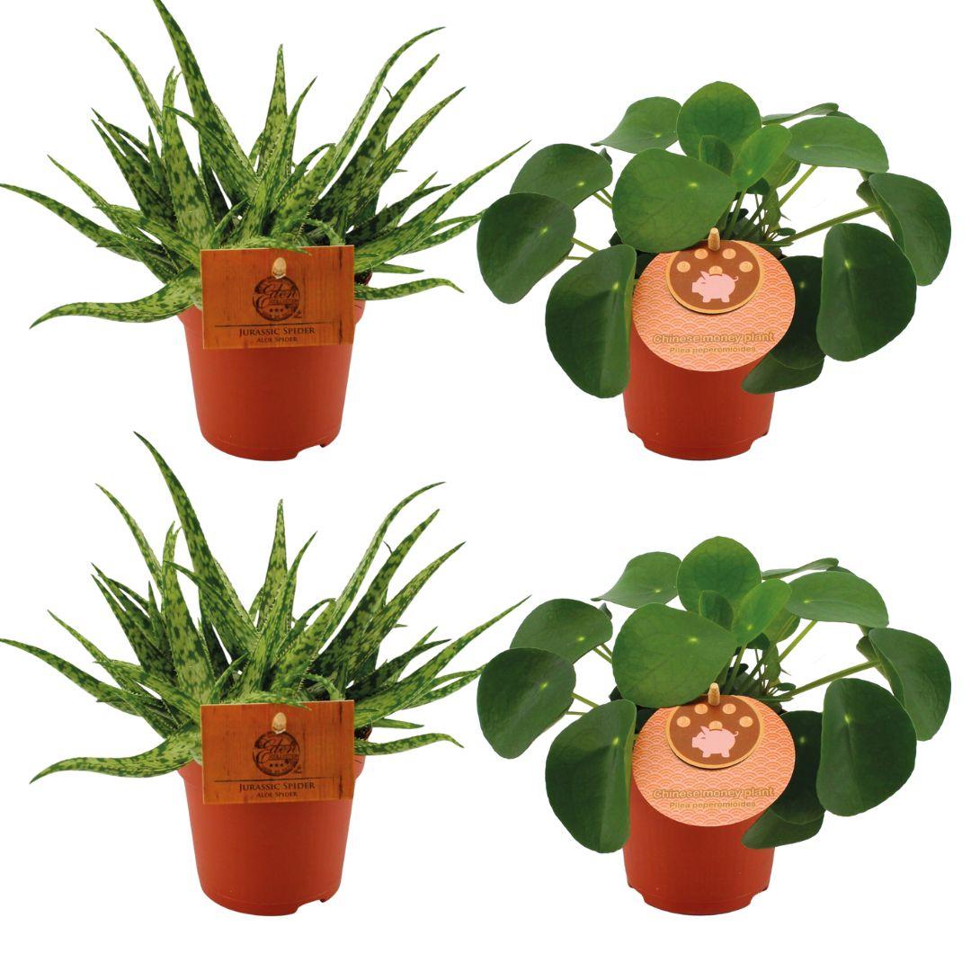 Set aus 2 Aloe Spider & 2 Pilea Peperomoides – Ø10,5 cm