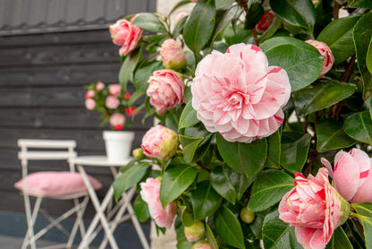 Kamelie 'Bonomiana' – Winterblüher für Garten & Balkon