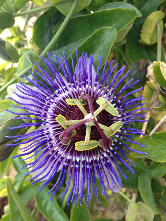 Passiflora Violett 'Purple Haze' – Tropische Kletterpflanze Ø15cm