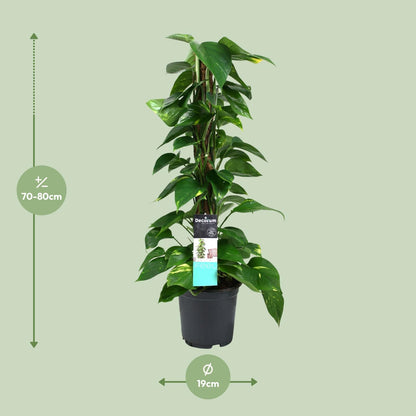 Scindapsus (Epipremnum) – Pflegeleichte Zimmerpflanze Ø19cm, 80cm hoch