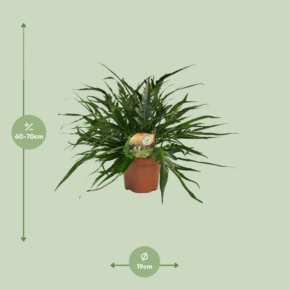 Aglaomorpha Coronans Jim – Eleganter Santa Rosa Farn Ø19cm