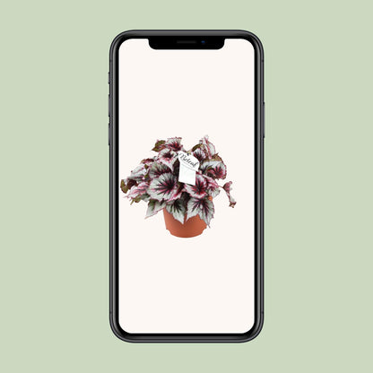 Begonia Beleaf Evening Glow – Bunte Zimmerpflanze Ø17cm
