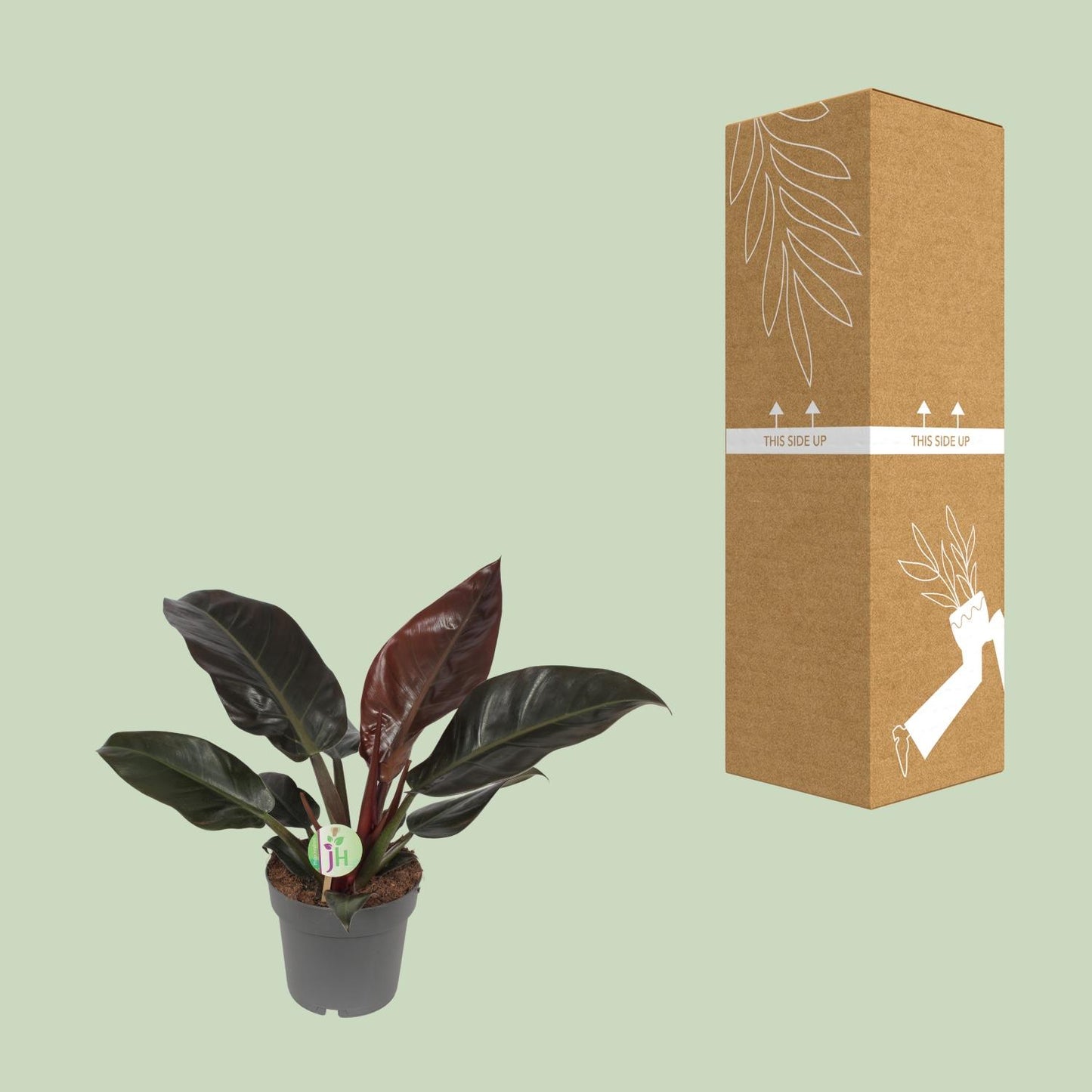 Philodendron Imperial Red – Tropische Zimmerpflanze Ø19cm