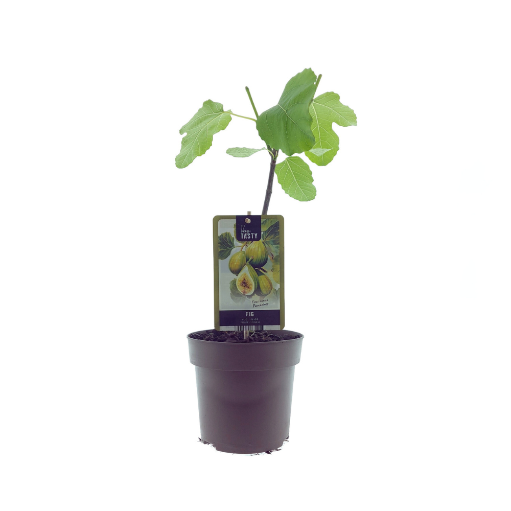 Ficus Panachee – Pflegeleichter Zimmerpflanzen-Klassiker Ø15cm