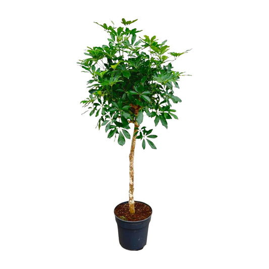 Schefflera op Stamm – 170 cm, Ø 35 cm – Pflegeleichte Tropische Zimmerpflanze