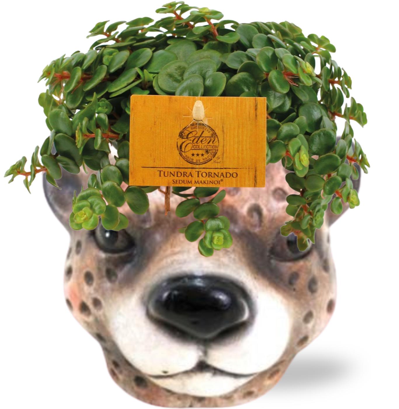Sedum Tornado mit Luipaard Pflanzgefäß – Braun, Ø11 cm