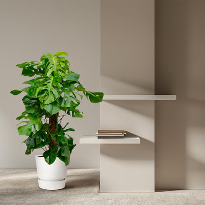 Monstera Deliciosa XXL – Tropische Zimmerpflanze 150 cm