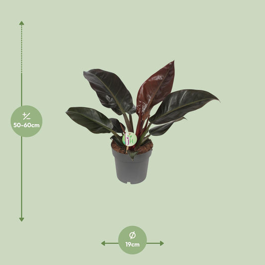 Philodendron Imperial Red – Tropische Zimmerpflanze Ø19cm
