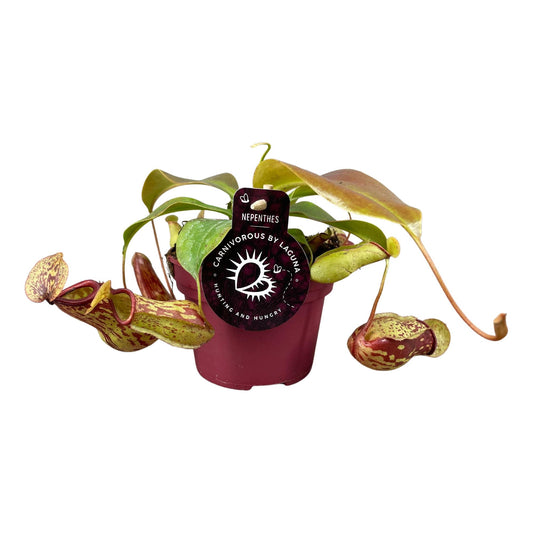 Nepenthes Gaya – Exotische, pflegeleichte Kannenpflanze Ø12 cm