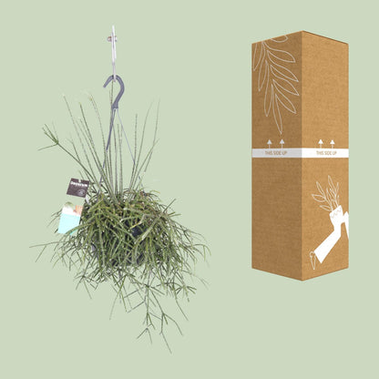 Rhipsalis pilocarpa – pflegeleichte Zimmerpflanze Ø17cm