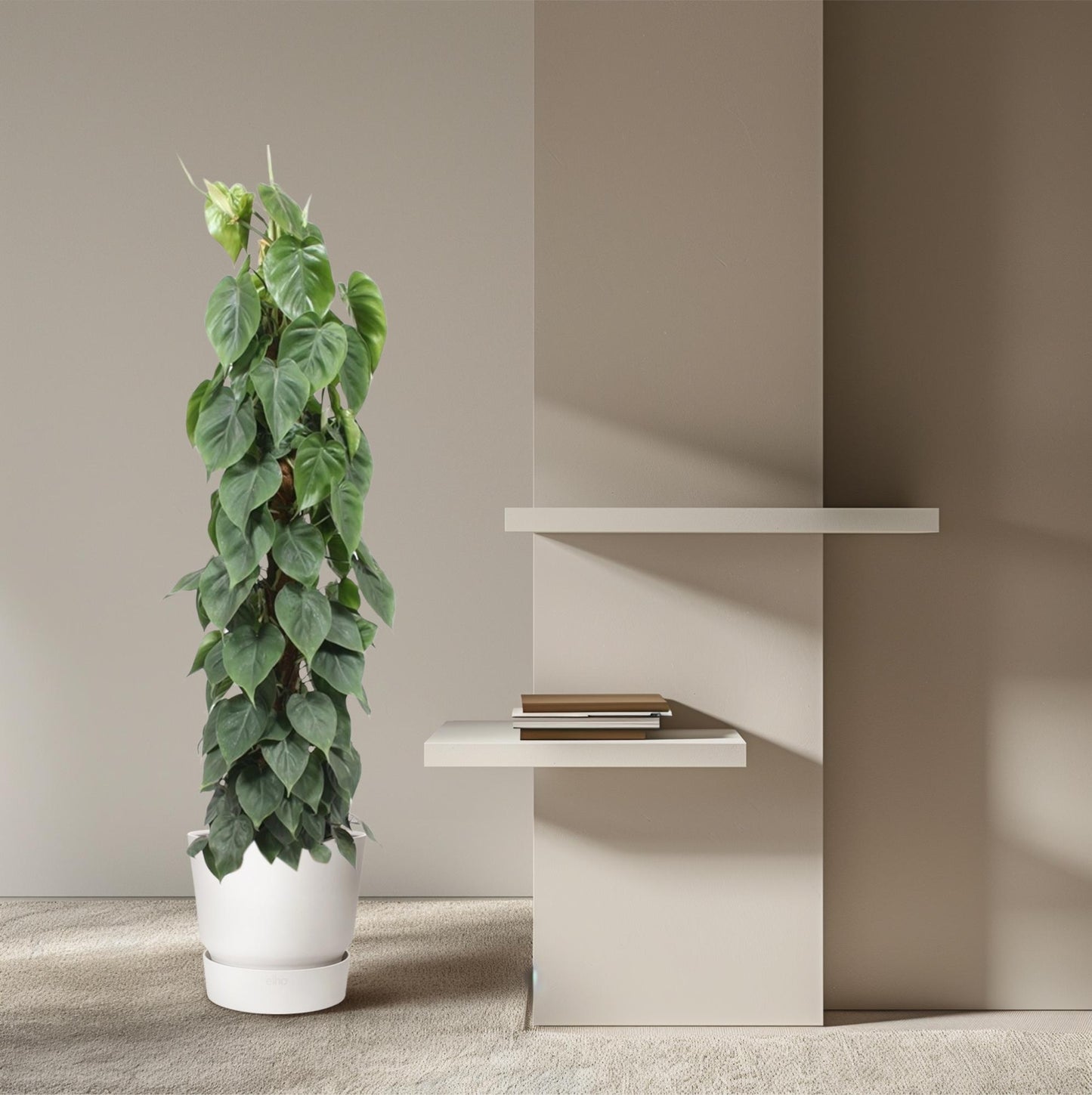 Philodendron Scandens mosstok – 150 cm, ø27 cm