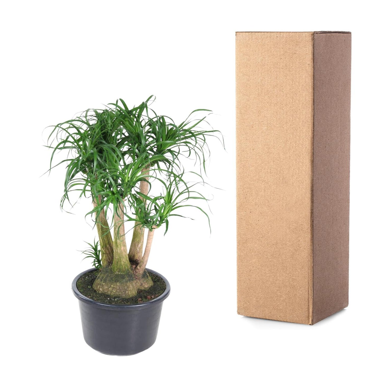 Beaucarnea vertakt – Exotische, pflegeleichte Zimmerpflanze 110 cm