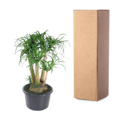 Beaucarnea vertakt – Exotische, pflegeleichte Zimmerpflanze 110 cm
