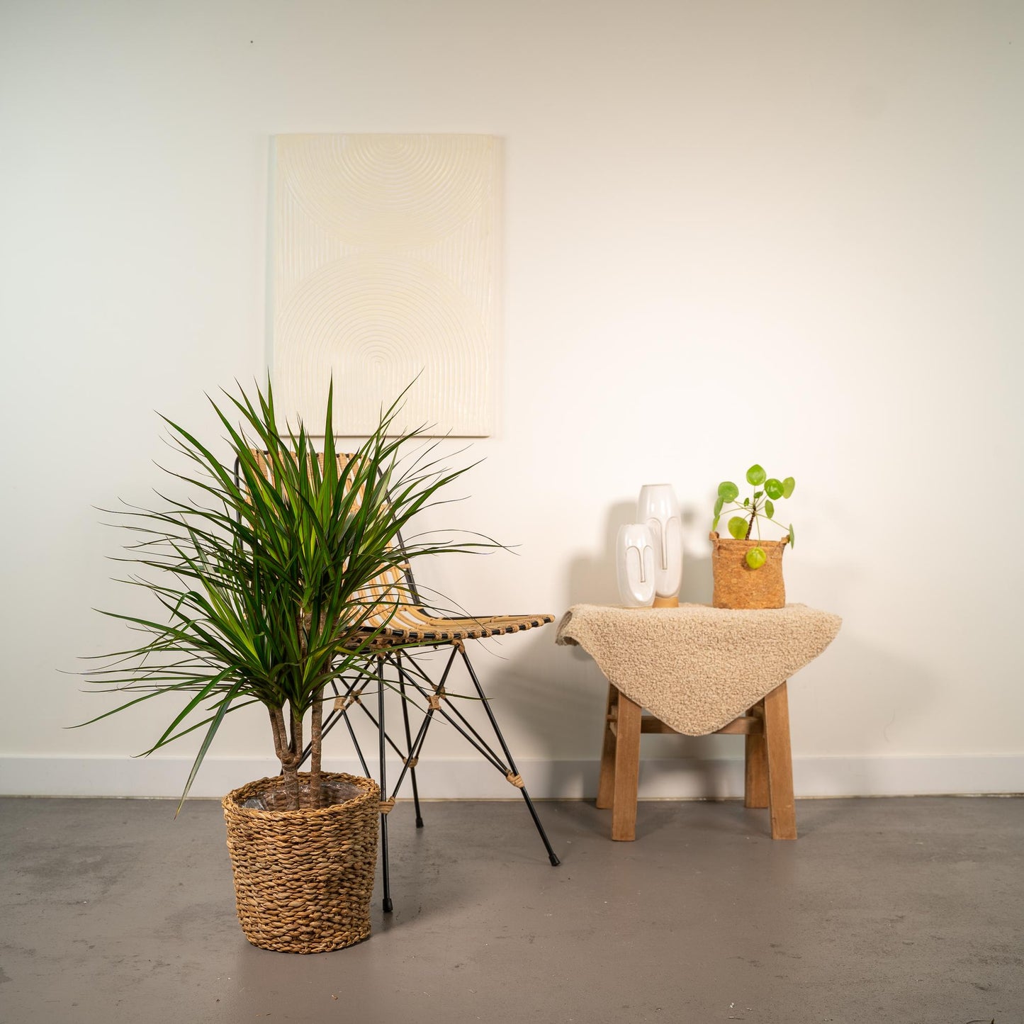 Dracaena Marginata – Pflegeleichter Drachenbaum Ø17cm, 90cm hoch
