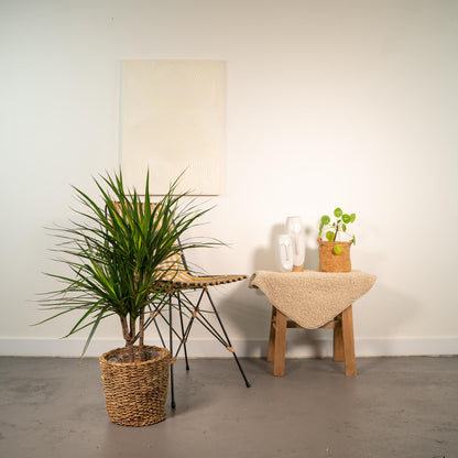 Dracaena Marginata – Pflegeleichter Drachenbaum Ø17cm, 90cm hoch