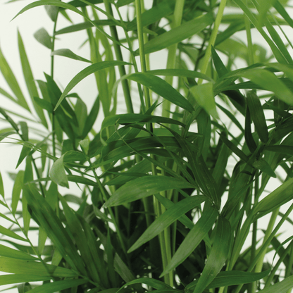 Mexikanische Bergpalme 2er Set Ø17cm, 55cm hoch