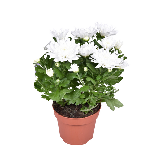 Chrysant Brave – Polster-Chrysantheme Ø12cm, 26cm hoch