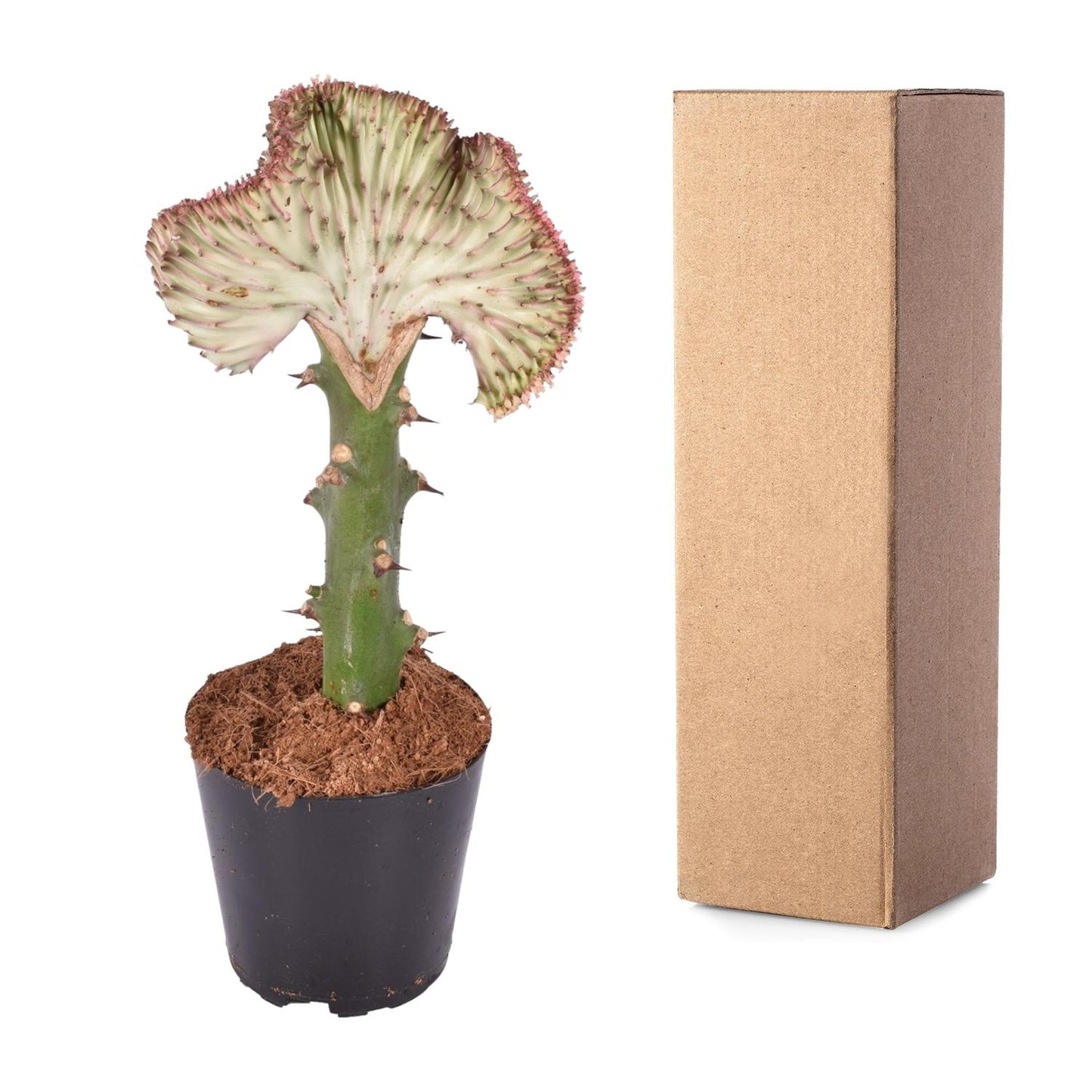 Euphorbia lactea Cristata – Korallen-Kaktus 30 cm