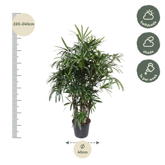 Rhapis Excelsa Damenpalme – 190 cm, ø40 cm
