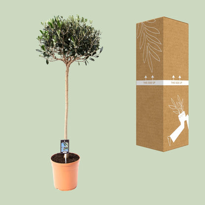 Gemeine Olive (Olea europaea) Ø19cm, ca. 80cm hoch