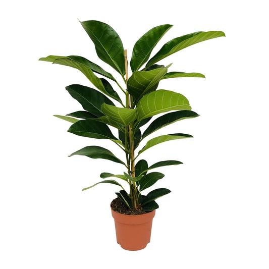 Ficus Benghalensis Roy – Pflegeleichte Zimmerpflanze Ø21cm
