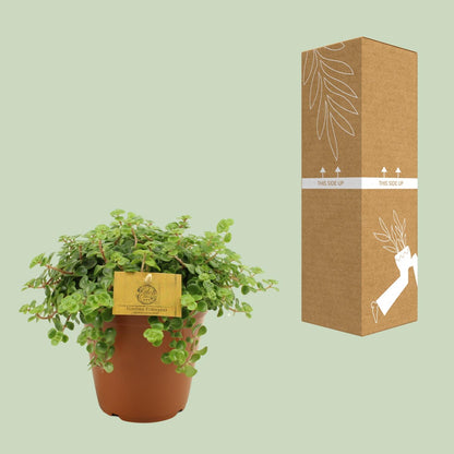 Sedum Tornado – Pflegeleichter Steinbrech Ø15cm
